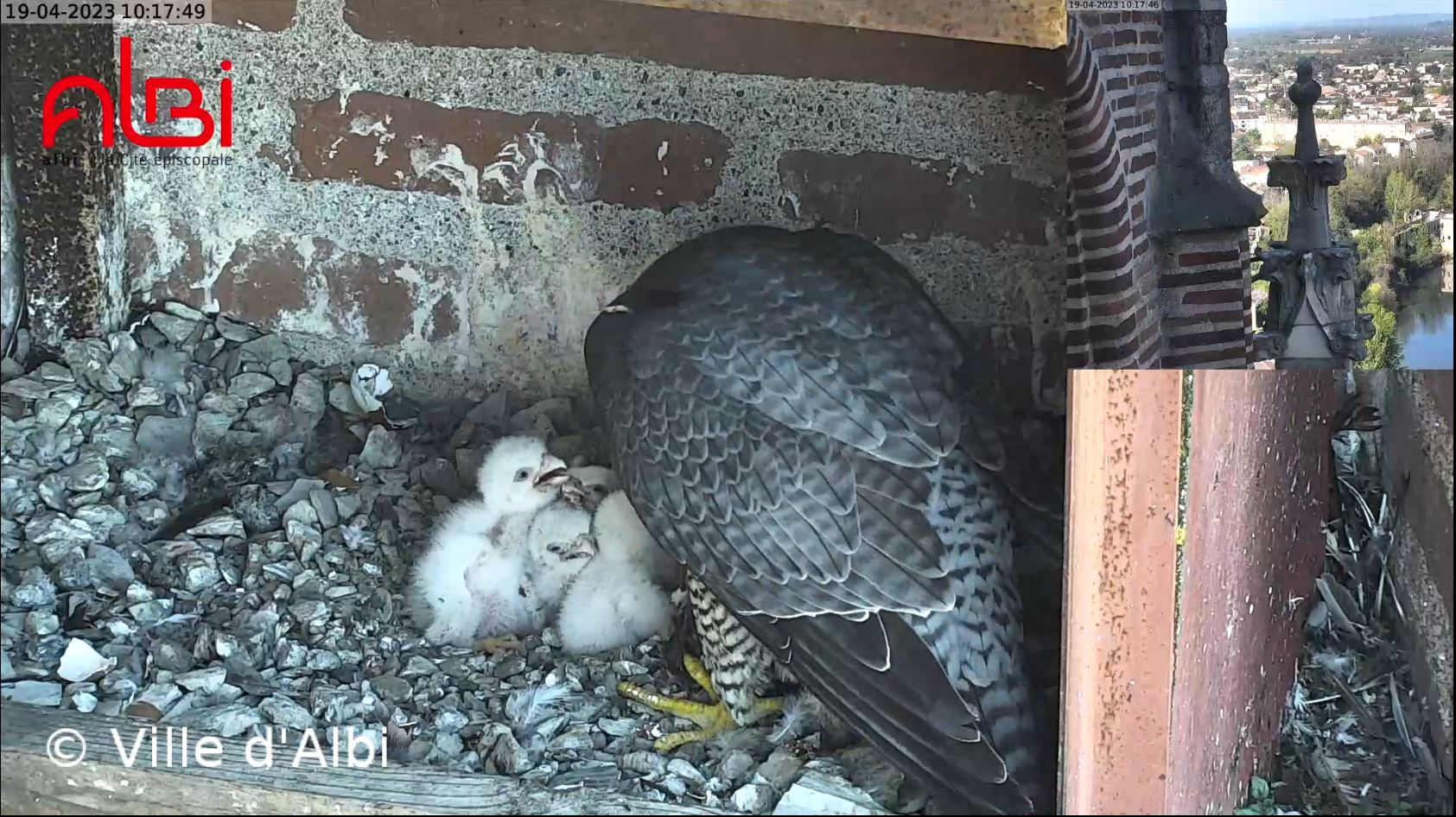Naissance de 4 bébés faucons pèlerins