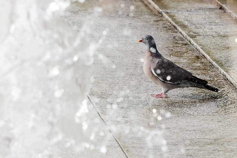 Il est interdit de nourrir les pigeons en ville.