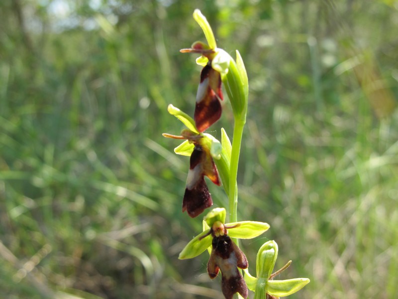 L'Orchidée Ophrys insectifera découverte à proximité du centre équestre.