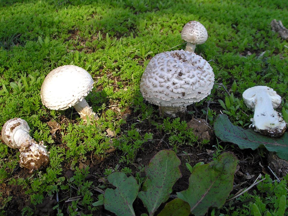 Des champignons au parc