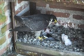 Naissance de 2 bébés faucons pèlerins à la Cathédrale Sainte-Cécile