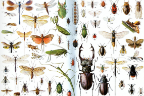 19e colloque sur la biologie de l’insecte