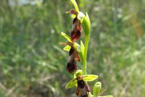 L'Orchidée Ophrys insectifera découverte à proximité du centre équestre.