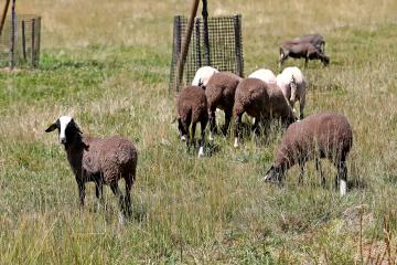 Retour des moutons au Marranel