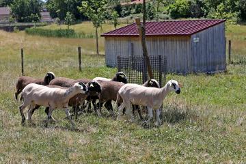 Retour des moutons au Marranel