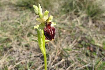 ophrys araigne