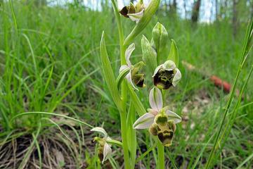 ophrys BEcasse 