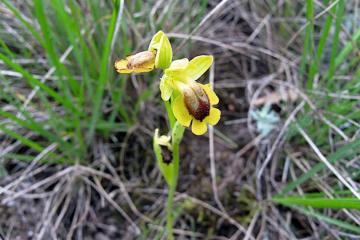  ophrys jaune 