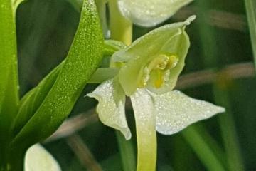  Plathantere a fleur verte F.Fabre 
